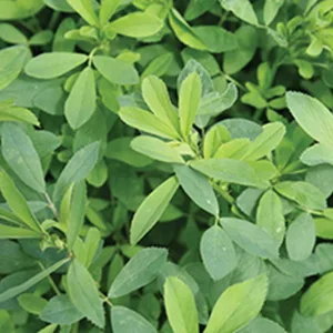 ترکیبات کپسول لاغری ادیوس طلایی چیست و چه کاری می کند؟ 5 Alfalfa