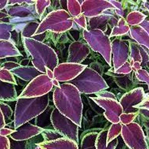 ترکیبات کپسول لاغری ادیوس طلایی چیست و چه کاری می کند؟ 8 Coleus Scutellarioides