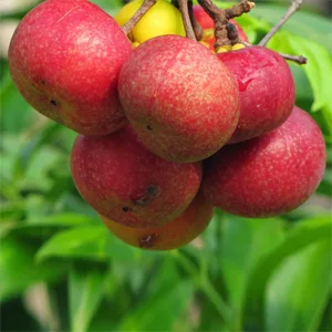 ترکیبات کپسول لاغری ادیوس طلایی چیست و چه کاری می کند؟ 7 Guttiferae plant