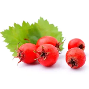 Hawthorn