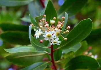 Catuaba Bark برگ درخت کاتوابا