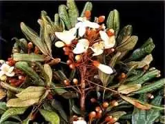 Erythroxylum 