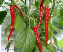 Capsicum species Cayenne Fruit