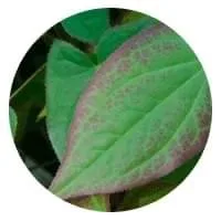 برگ epimedium یا همان علف هرز شاخ بزی