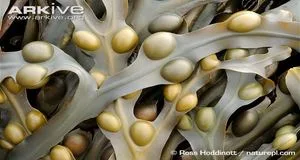 Fucus Vesiculosus promotes thyroid health