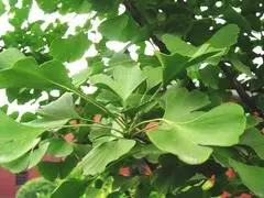 Ginkgo biloba tree پهنا