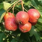 ترکیبات قرص وای مکس vimax با عکس و توضیحات کامل وایمکس 4 Hawthorn fruit