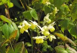 Epimedium sagittatum