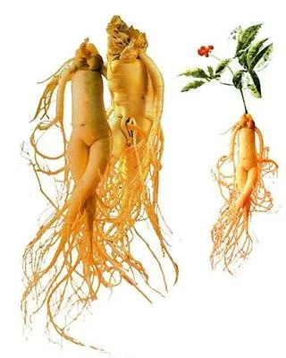 جنسینگ Korean Ginseng 