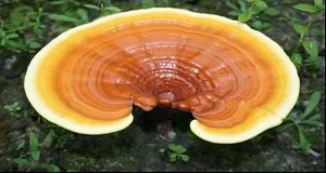 Ling Zhi also know as Reishi Mushrooms