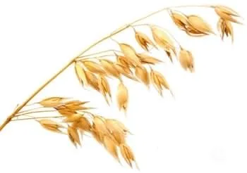 Oat Straw (grassy stalks) یک نوع از غلات است