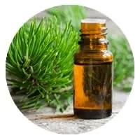 عصاره برگ گیاه pin needle در قرص سمنکس