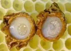 رویال ژلی royal jelly