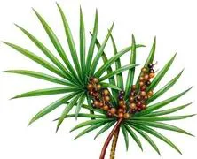 Saw Palmetto