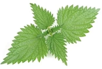 افزایش تستوسترون با ترکیب Stinging Nettle leaf در قرص مگنارکس